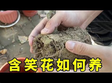 含笑花生長速度|【含笑花生長速度】含笑花生長超神速！養護絕招公開，開花香又。